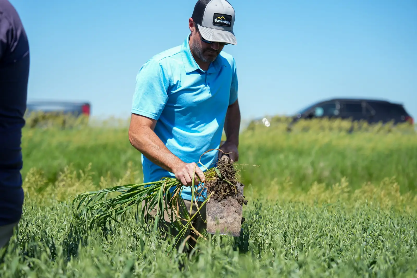 Farmer inspecting roots in field