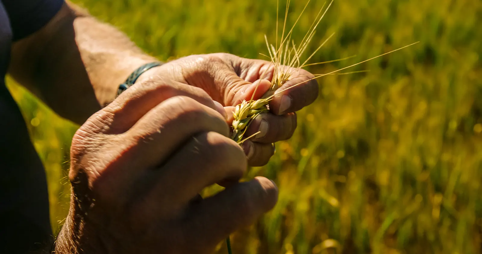 Farmer inspecting grain heads in the field
