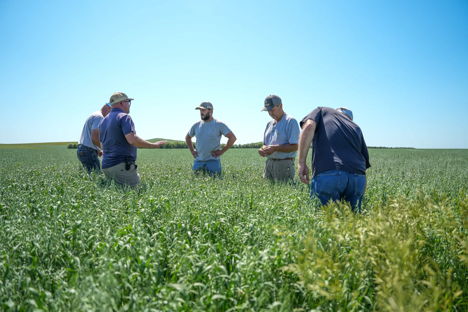 Farmers examining crop