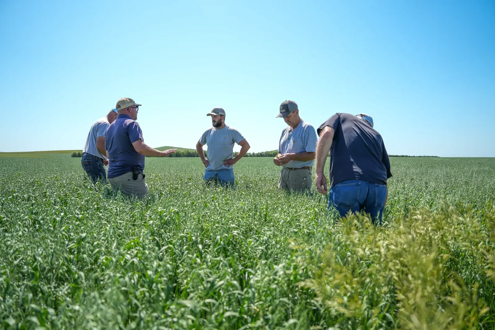 Farmers examining crop
