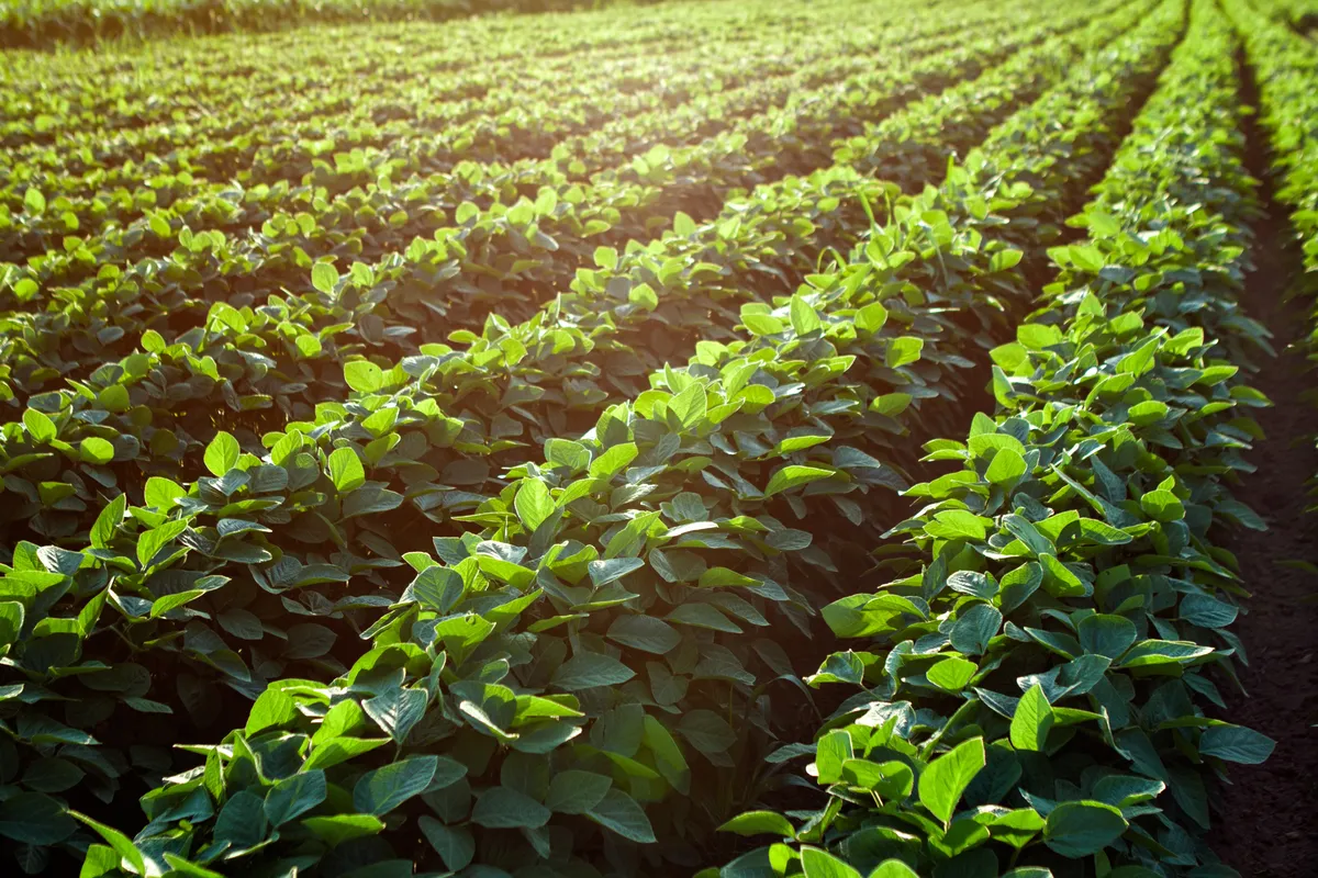 Soybean Bundle