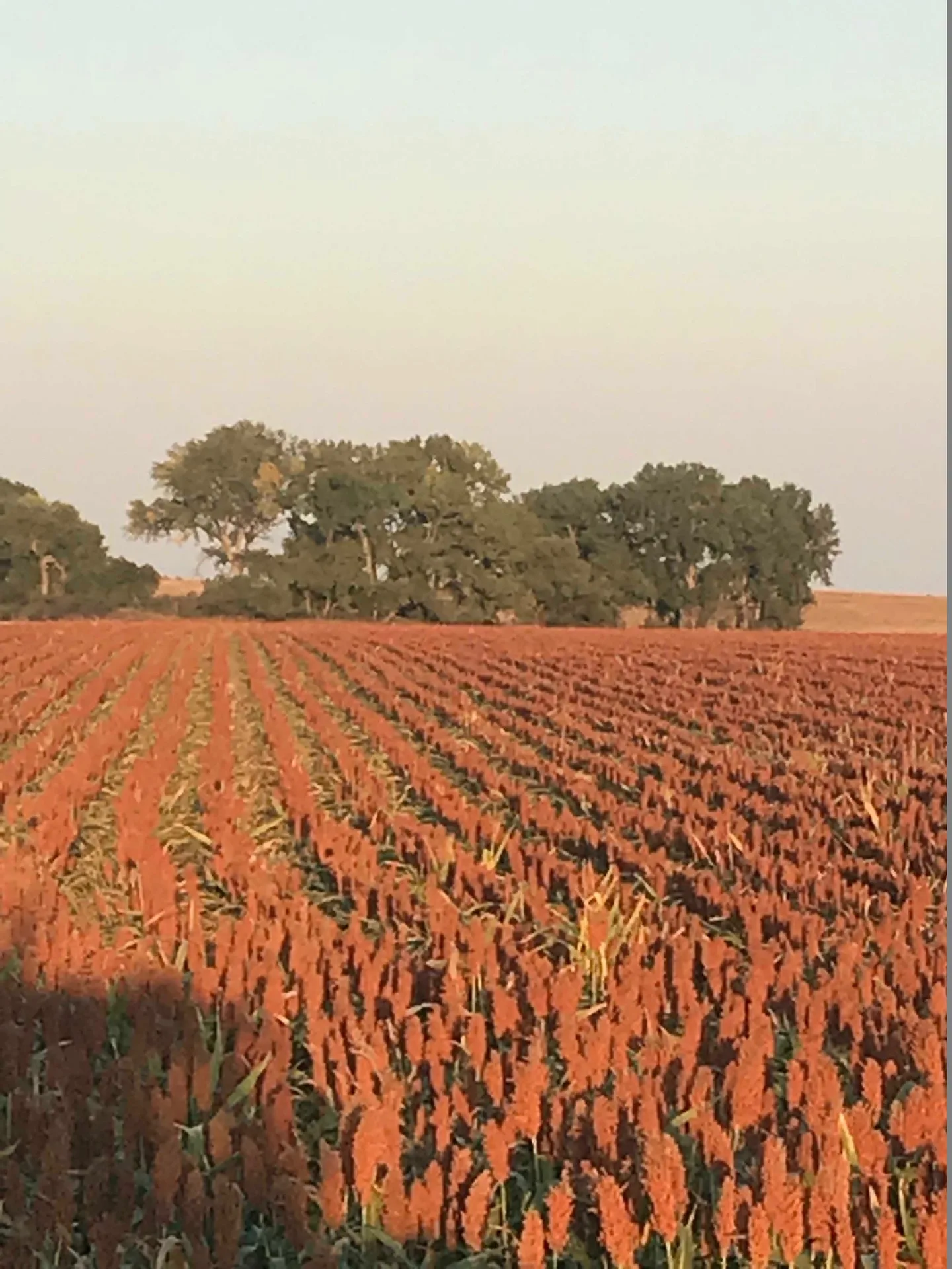 ISS agronomist examining crop root system in the field