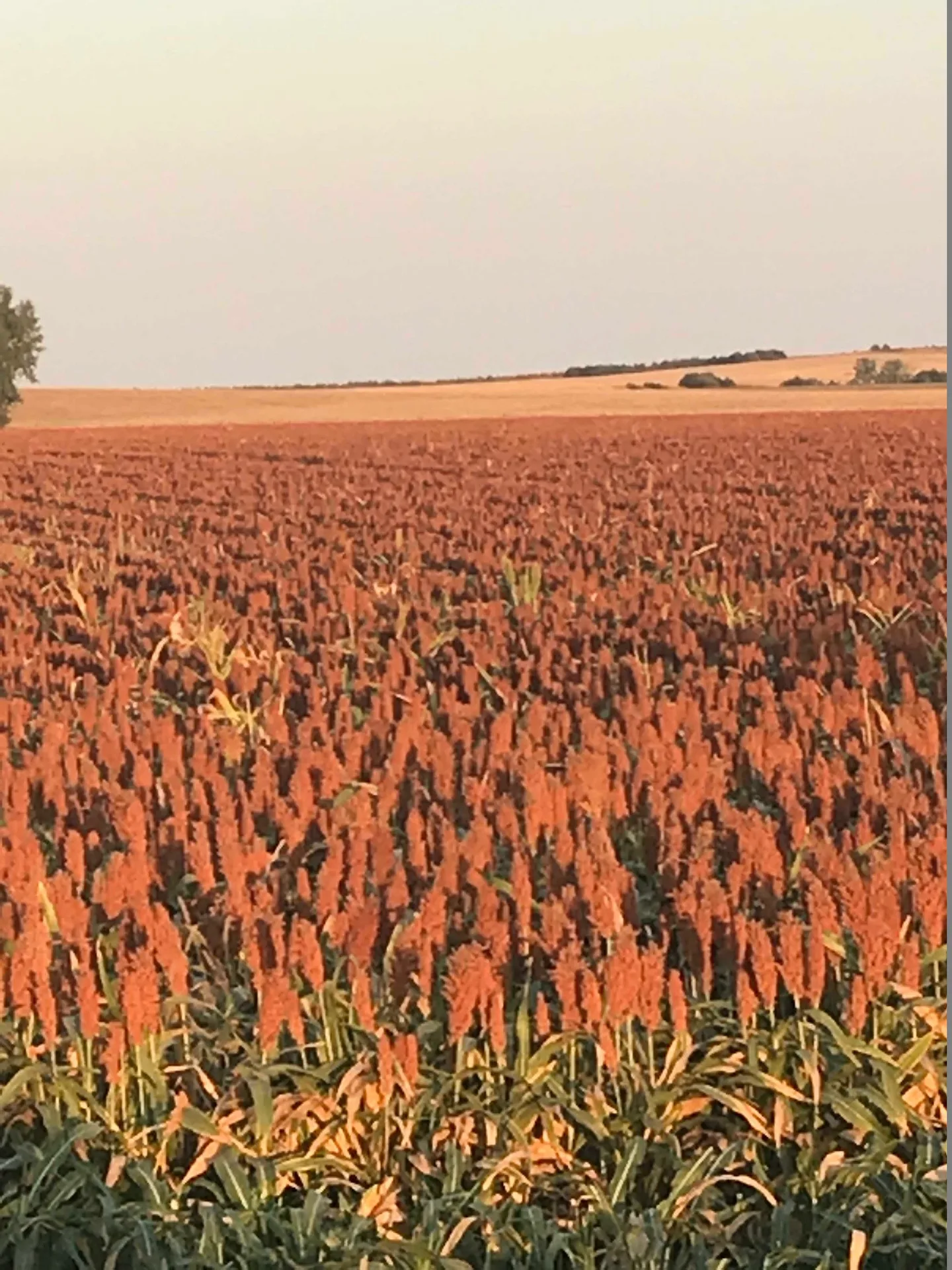 ISS agronomist walking producers through field trial results